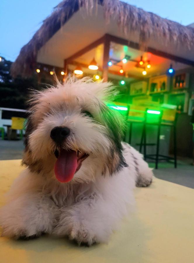 Antwet Backpacker'S Inn & Rooftop Bar Dumaguete City Exterior foto